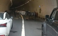 一匹小马倒在隧道里，五匹大马围住“拦路求助”，警方称已到现场处理