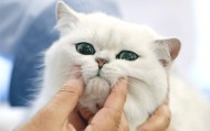 录不录取“虐猫”考生，都应给出令人信服的理由