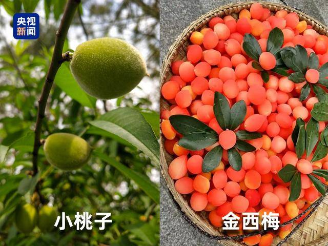 起底“水果骗局”：藏乌梨、爆炸桃、嘉宝果都是假的！